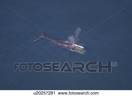 Aerial view of Northern right whale (Balaena glacialis glacialis) surfacing. Gulf of Maine, USA. (rr) View Large Photo Image Stock Image - Aerial view of Northern right whale (Balaena glacialis glacialis) surfacing. Gulf of Maine, USA. (rr). Fotosearch
