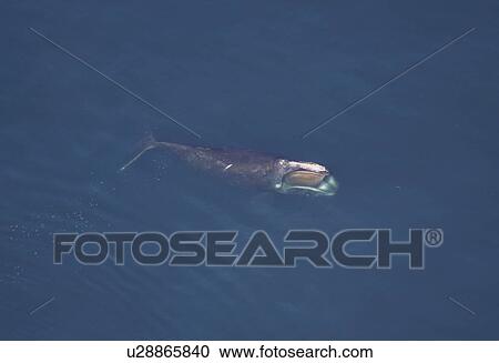 Aerial view of Northern right whale (Balaena glacialis glacialis) surfacing. Gulf of Maine, USA. (rr) View Large Photo Image Stock Image - Aerial view of Northern right whale (Balaena glacialis glacialis) surfacing. Gulf of Maine, USA. (rr). Fotosearch