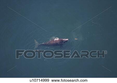 Aerial view of Northern right whale (Balaena glacialis glacialis) surfacing. Gulf of Maine, USA. (rr) View Large Photo Image Stock Photo - Aerial view of Northern right whale (Balaena glacialis glacialis) surfacing. Gulf of Maine, USA. (rr). Fotosearch