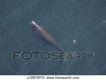 Aerial view of Northern right whale (Balaena glacialis glacialis) surfacing. Gulf of Maine, USA. (rr) View Large Photo Image Stock Photography - Aerial view of Northern right whale (Balaena glacialis glacialis) surfacing. Gulf of Maine, USA. (rr). Fotosearch