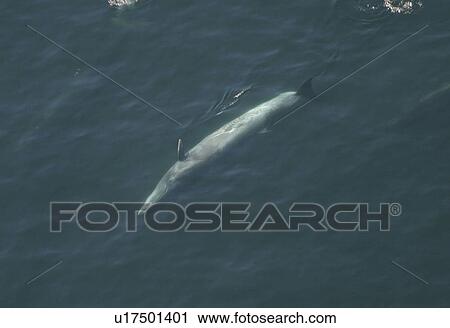 Aerial view of Sei whale (Balaenoptera borealis) surfacing. Gulf of Maine, USA (rr) View Large Photo Image Stock Image - Aerial view of Sei whale (Balaenoptera borealis) surfacing. Gulf of Maine, USA (rr). Fotosearch