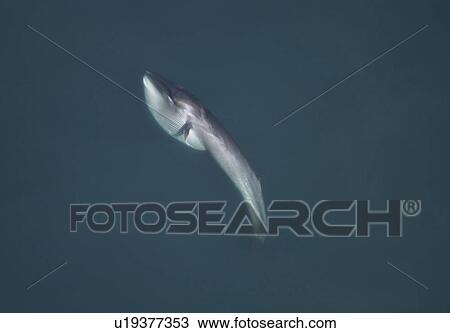 Stock Image - Aerial view of Sei whale (Balaenoptera borealis) surfacing. Gulf of Maine, USA (rr). Fotosearch