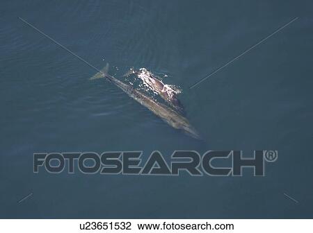 Aerial view of Sei whale (Balaenoptera borealis) with calf. Gulf of Maine, USA (rr) View Large Photo Image Stock Image - Aerial view of Sei whale (Balaenoptera borealis) with calf. Gulf of Maine, USA (rr). Fotosearch