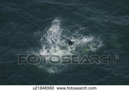 Aerial view of Southern right whale (Balaena glacialis australis) tail slapping. Cape Peninsular, South Africa (rr) View Large Photo Image Stock Image - Aerial view of Southern right whale (Balaena glacialis australis) tail slapping. Cape Peninsular, South Africa (rr). Fotosearch