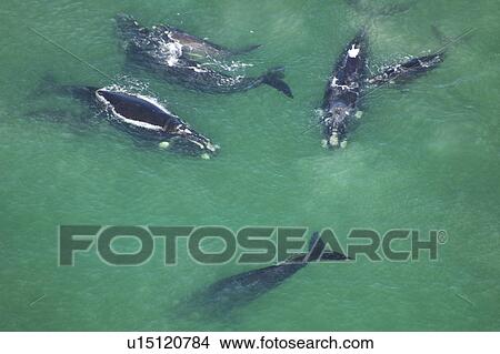 Aerial view of Southern right whales with calfs (Balaena glacialis australis) in shallow water. Cape Peninsular, South Africa (rr) View Large Photo Image Picture - Aerial view of Southern right whales with calfs (Balaena glacialis australis) in shallow water. Cape Peninsular, South Africa (rr). Fotosearch