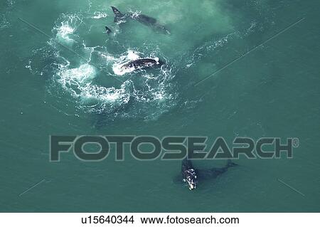 Aerial view of Southern right whales (Balaena glacialis australis). Males courting a female in shallow water. Cape Peninsular, South Africa (rr) View Large Photo Image Picture - Aerial view of Southern right whales (Balaena glacialis australis). Males courting a female in shallow water. Cape Peninsular, South Africa (rr). Fotosearch