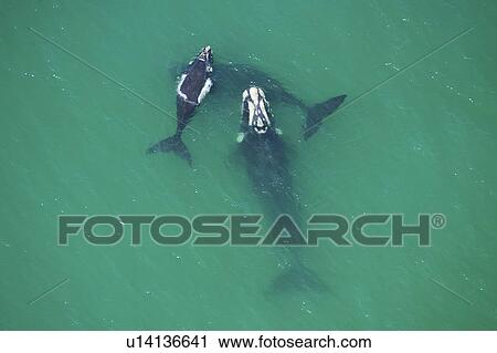 Aerial view of Southern right whales (Balaena glacialis australis). Male courting a female with calf in shallow water. Cape Peninsular, South Africa (rr) View Large Photo Image Stock Image - Aerial view of Southern right whales (Balaena glacialis australis). Male courting a female with calf in shallow water. Cape Peninsular, South Africa (rr). Fotosearch