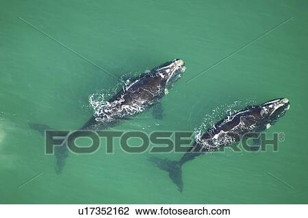 Aerial view of Southern right whales (Balaena glacialis australis) in shallow water. Cape Peninsular, South Africa (rr) View Large Photo Image Stock Image - Aerial view of Southern right whales (Balaena glacialis australis) in shallow water. Cape Peninsular, South Africa (rr). Fotosearch