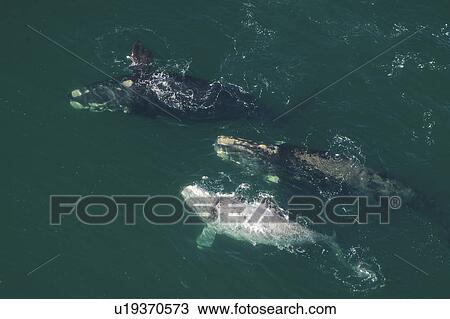 Aerial view of Southern right whales (Balaena glacialis australis). Male courting a female with sub adult albino in shallow water. Cape Peninsular, South Africa (rr) View Large Photo Image Stock Image - Aerial view of Southern right whales (Balaena glacialis australis). Male courting a female with sub adult albino in shallow water. Cape Peninsular, South Africa (rr). Fotosearch