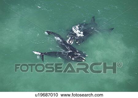 Stock Image - Aerial view of Southern right whales (Balaena glacialis australis). Male courting a female in shallow water. Cape Peninsular, South Africa (rr). Fotosearch