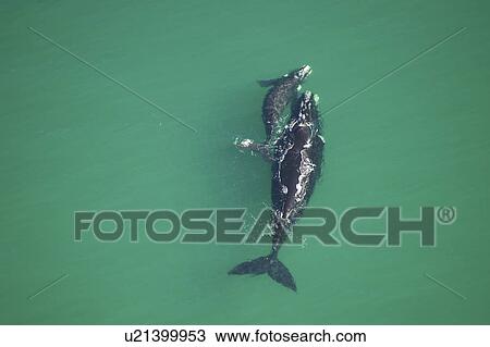 Stock Image - Aerial view of Southern right whales (Balaena glacialis australis). Mother and calf in shallow water. Cape Peninsular, South Africa (rr). Fotosearch