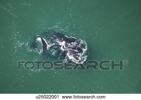 Aerial view of Southern right whales (Balaena glacialis australis). Male courting a female in shallow water. Cape Peninsular, South Africa (rr) View Large Photo Image Stock Image - Aerial view of Southern right whales (Balaena glacialis australis). Male courting a female in shallow water. Cape Peninsular, South Africa (rr). Fotosearch