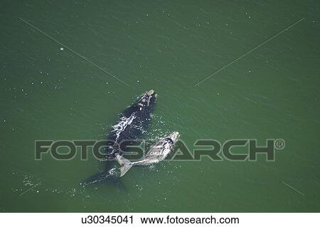 Aerial view of Southern right whales (Balaena glacialis australis). Female with albino calf in shallow water. Cape Peninsular, South Africa (rr) View Large Photo Image Stock Image - Aerial view of Southern right whales (Balaena glacialis australis). Female with albino calf in shallow water. Cape Peninsular, South Africa (rr). Fotosearch