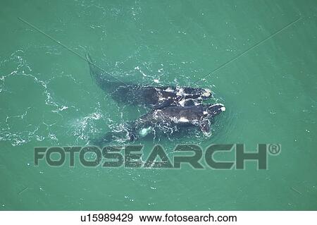 Stock Photo - Aerial view of Southern right whales (Balaena glacialis australis) in shallow water. Cape Peninsular, South Africa (rr). Fotosearch