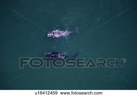 Aerial view of Southern right whales (Eubalaena australis). One albino adult. Walker Bay, South Africa. View Large Photo Image Stock Photo - Aerial view of Southern right whales (Eubalaena australis). One albino adult. Walker Bay, South Africa.. Fotosearch