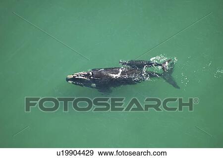 Aerial view of Southern right whales (Balaena glacialis australis). Female with calf in shallow water. Cape Peninsular, South Africa (rr) View Large Photo Image Stock Photo - Aerial view of Southern right whales (Balaena glacialis australis). Female with calf in shallow water. Cape Peninsular, South Africa (rr). Fotosearch