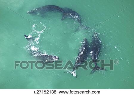 Aerial view of Southern right whales (Balaena glacialis australis). Male courting a female in shallow water. Cape Peninsular, South Africa (rr) View Large Photo Image Stock Photo - Aerial view of Southern right whales (Balaena glacialis australis). Male courting a female in shallow water. Cape Peninsular, South Africa (rr). Fotosearch