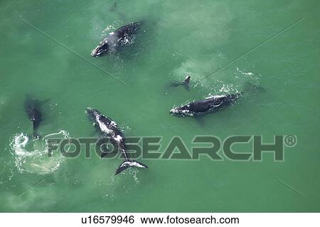 Aerial view of Southern right whales with calfs (Balaena glacialis australis) in shallow water. Cape Peninsular, South Africa (rr) View Large Photo Image Stock Photograph - Aerial view of Southern right whales with calfs (Balaena glacialis australis) in shallow water. Cape Peninsular, South Africa (rr). Fotosearch