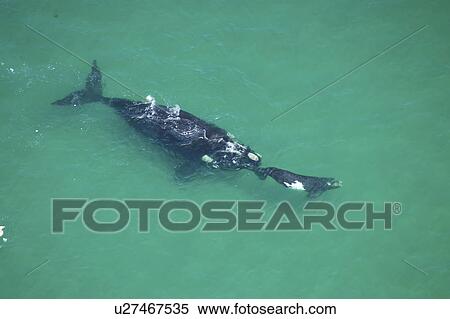 Aerial view of Southern right whales (Balaena glacialis australis). Female with calf in shallow water. Cape Peninsular, South Africa (rr) View Large Photo Image Stock Photography - Aerial view of Southern right whales (Balaena glacialis australis). Female with calf in shallow water. Cape Peninsular, South Africa (rr). Fotosearch