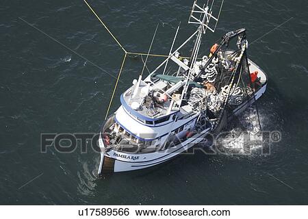 Stock Photograph - Aerial view of the Alaskan purse-seiner fishery for wild salmon off Point Augustus, Chichagof Island, Southeast Alaska, USA. Note how full the net is of wild salmon as the net is retrieved onboard Chichagof Island, Southeast Alaska, USA... Fotosearch