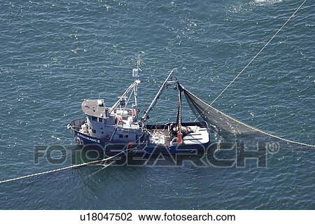 Stock Image - Aerial view of the purse-seiner fishery for salmon off Point Augustus, Chichagof Island, Southeast Alaska, USA. Closing the purse.. Fotosearch