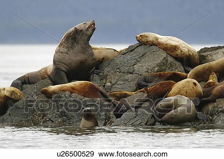 All ages and both sexes of northern (Steller) sea lions (Eumetopias jubatus) hauled out on the Brothers Island Group in Frederick Sound, Southeast Alaska, USA. Pacific Ocean. This sea lion in the largest member of the eared seals. View Large Photo Image Stock Photo - All ages and both sexes of northern (Steller) sea lions (Eumetopias jubatus) hauled out on the Brothers Island Group in Frederick Sound, Southeast Alaska, USA. Pacific Ocean. This sea lion in the largest member of the eared seals.. Fotosearch