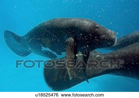 Amazon manatee calf, Trichechus inunguis, endangered, Manaus, Amazonas, Brazil (c) View Large Photo Image Stock Photograph - Amazon manatee calf, Trichechus inunguis, endangered, Manaus, Amazonas, Brazil (c). Fotosearch