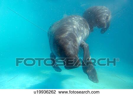 Amazon manatee, Trichechus inunguis, mother and calf, endangered, Manaus, Amazonas, Brazil (c) View Large Photo Image Stock Image - Amazon manatee, Trichechus inunguis, mother and calf, endangered, Manaus, Amazonas, Brazil (c). Fotosearch