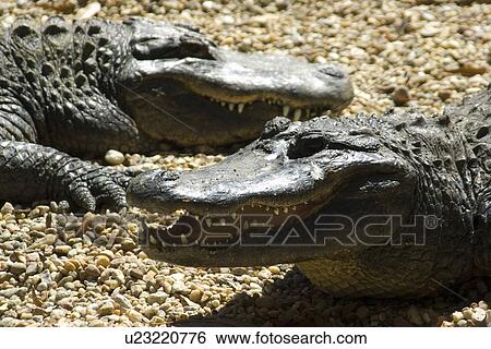 Stock Photograph - American alligator, Alligator mississippiensis, Homosassa Springs Wildlife State Park, Florida, USA. Fotosearch