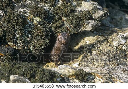 American mink (Mustela vison). Non-native species in the UK considered a threat to ground-nesting birds and water voles in particular. Widespread as a result of escapes from fur farms since the 1950s. Hebrides, Scotland View Large Photo Image Stock Photo - American mink (Mustela vison). Non-native species in the UK considered a threat to ground-nesting birds and water voles in particular. Widespread as a result of escapes from fur farms since the 1950s. Hebrides, Scotland. Fotosearch
