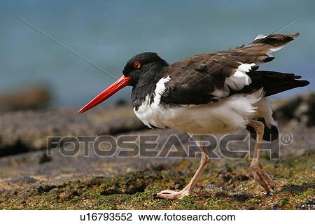 American oystercatcher (Haematopus ostralegus) foraging for prey along the shoreline on Bartolome Island in the Galapagos Island Group, Ecuador. Pacific Ocean. View Large Photo Image Stock Image - American oystercatcher (Haematopus ostralegus) foraging for prey along the shoreline on Bartolome Island in the Galapagos Island Group, Ecuador. Pacific Ocean.. Fotosearch