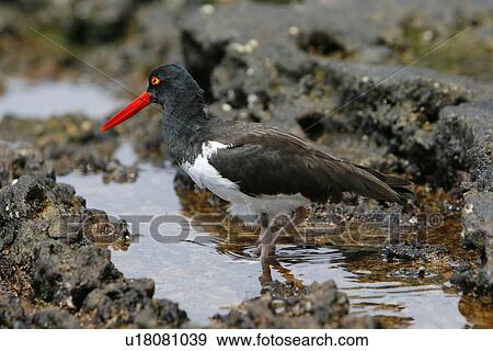 American oystercatcher (Haematopus ostralegus) foraging for prey along the shoreline on Bartolome Island in the Galapagos Island Group, Ecuador. Pacific Ocean. View Large Photo Image Stock Photo - American oystercatcher (Haematopus ostralegus) foraging for prey along the shoreline on Bartolome Island in the Galapagos Island Group, Ecuador. Pacific Ocean.. Fotosearch