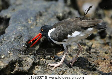 Stock Photography - American oystercatcher (Haematopus ostralegus) probing tidepools for food along the shoreline on Bartolome Island in the Galapagos Island Group, Ecuador. Pacific Ocean.. Fotosearch