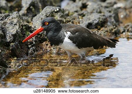 American oystercatcher (Haematopus ostralegus) probing tidepools for food along the shoreline on Bartolome Island in the Galapagos Island Group, Ecuador. Pacific Ocean. View Large Photo Image Stock Photography - American oystercatcher (Haematopus ostralegus) probing tidepools for food along the shoreline on Bartolome Island in the Galapagos Island Group, Ecuador. Pacific Ocean.. Fotosearch