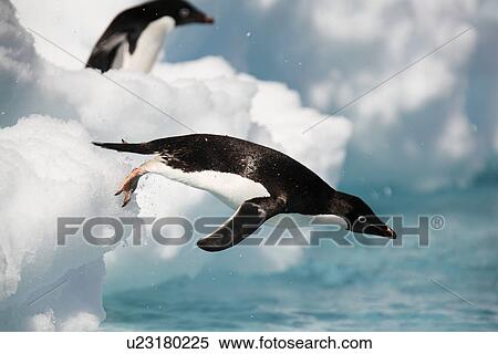 Stock Photography - An adult Adelie penguin (Pygoscelis adeliae) leaping into the sea to forage in the Danger Island Group in the Weddell Sea, Antarctica.. Fotosearch