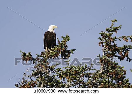 An adult American Bald Eagle (Haliaeetus leucocephalus) perched in a Sitka spruce tree in Southeast Alaska, USA. Pacific Ocean. View Large Photo Image Stock Image - An adult American Bald Eagle (Haliaeetus leucocephalus) perched in a Sitka spruce tree in Southeast Alaska, USA. Pacific Ocean.. Fotosearch