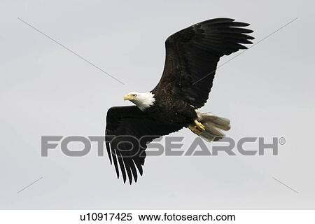An adult American Bald Eagle (Haliaeetus leucocephalus) in flight over Chatham strait, Southeast Alaska, USA. Pacific Ocean. View Large Photo Image Stock Photography - An adult American Bald Eagle (Haliaeetus leucocephalus) in flight over Chatham strait, Southeast Alaska, USA. Pacific Ocean.. Fotosearch