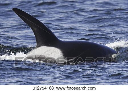 An adult bull surfacing from a pod of 5 Orcas (Orcinus orca) encountered off Gardner Point on the south end of Admiralty Island, Southeast Alaska. (rr) View Large Photo Image Stock Photo - An adult bull surfacing from a pod of 5 Orcas (Orcinus orca) encountered off Gardner Point on the south end of Admiralty Island, Southeast Alaska. (rr). Fotosearch