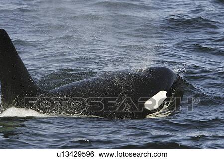 Stock Photograph - An adult bull surfacing from a pod of 5 Orcas (Orcinus orca) encountered off Gardner Point on the south end of Admiralty Island, Southeast Alaska. The pod consisted of two adult males, one adult female, one possible juvenile male, and an undetermined smal. Fotosearch