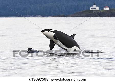 An adult bulll Orca (Orcinus orca) breaching as a very young (note the yellow coloration on eye patch) calf head lunges in front of him in Chatham Strait off Admiralty Island, Southeast Alaska, USA. Pacific Ocean. Orca are the largest member of the dolphi View Large Photo Image Stock Photo - An adult bulll Orca (Orcinus orca) breaching as a very young (note the yellow coloration on eye patch) calf head lunges in front of him in Chatham Strait off Admiralty Island, Southeast Alaska, USA. Pacific Ocean. Orca are the largest member of the dolphi. Fotosearch