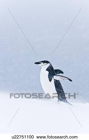An adult chinstrap penguin (Pygoscelis antarctica) returning to the nest at a breeding colony in a snowstorm on Half Moon Island near Livingston Island in the South Shetland Islands near the Antarctic Peninsula. There are an estimated 2 million plus breed View Large Photo Image Stock Image - An adult chinstrap penguin (Pygoscelis antarctica) returning to the nest at a breeding colony in a snowstorm on Half Moon Island near Livingston Island in the South Shetland Islands near the Antarctic Peninsula. There are an estimated 2 million plus breed. Fotosearch