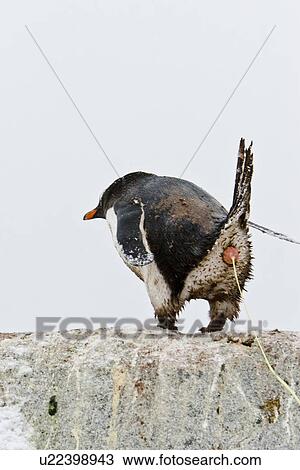 Stock Image - An adult gentoo penguin (Pygoscelis papua) defecating on Petermann Island, Antarctica. There are an estimated 80, 000 breeding gentoo penguin pairs in the Antarctic peninsula area with a total population estimate of around 314, 000 breeding pairs in all of . Fotosearch