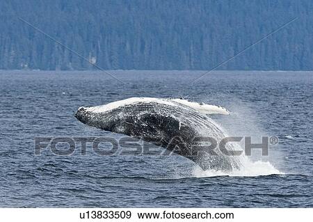 Stock Photo - An adult humpback whale breaching (Megaptera novaeangliae) after dissaffiliating from a group co-operatively "bubble-net" feeding along the west side of Chatham Strait in Southeast Alaska, USA. Pacific Ocean. . Fotosearch