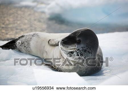 An adult Leopard Seal (Hydrurga leptonyx) hauled out on Petermann Island on the Southwest side of the Antarctic Peninsula. View Large Photo Image Picture - An adult Leopard Seal (Hydrurga leptonyx) hauled out on Petermann Island on the Southwest side of the Antarctic Peninsula.. Fotosearch