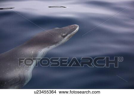 An adult Leopard Seal (Hydrurga leptonyx) swimming in clear water near Petermann Island on the Southwest Antarctic Peninsula. View Large Photo Image Picture - An adult Leopard Seal (Hydrurga leptonyx) swimming in clear water near Petermann Island on the Southwest Antarctic Peninsula.. Fotosearch
