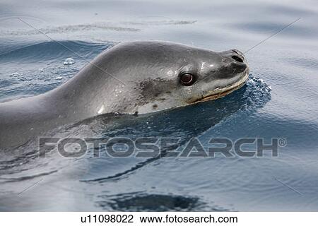 Stock Image - An adult Leopard Seal (Hydrurga leptonyx) surfacing in clear water near Petermann Island on the Southwest Antarctic Peninsula.. Fotosearch