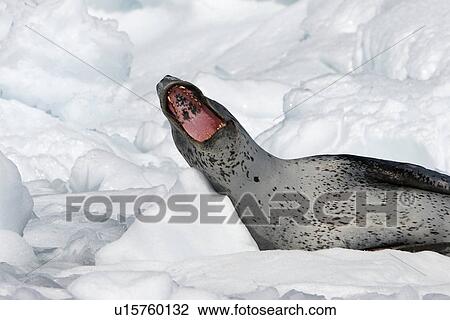 An adult Leopard Seal (Hydrurga leptonyx) hauled out and yawning on Petermann Island on the Southwest side of the Antarctic Peninsula. View Large Photo Image Stock Image - An adult Leopard Seal (Hydrurga leptonyx) hauled out and yawning on Petermann Island on the Southwest side of the Antarctic Peninsula.. Fotosearch