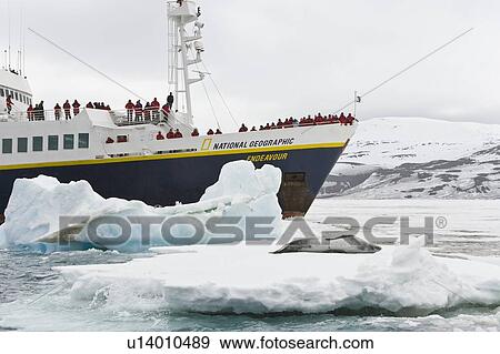 An adult leopard seal (Hydrurga leptonyx) hauled out among the ice floes at Port Arthur in the caldera of Deception Island in the South Shetland Islands near the Antarctic peninsula, southern ocean. The Lindblad expedition ship National Geographic Endeavo View Large Photo Image Stock Photo - An adult leopard seal (Hydrurga leptonyx) hauled out among the ice floes at Port Arthur in the caldera of Deception Island in the South Shetland Islands near the Antarctic peninsula, southern ocean. The Lindblad expedition ship National Geographic Endeavo. Fotosearch