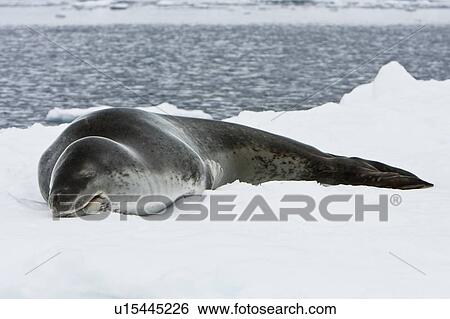 Stock Photograph - An adult leopard seal (Hydrurga leptonyx) hauled out and resting among the icebergs in the Ererra Channel near the west Coast of the Antarctic peninsula, southern ocean. This seal is the only pinniped known to have attacked and killed a human being in Ant. Fotosearch