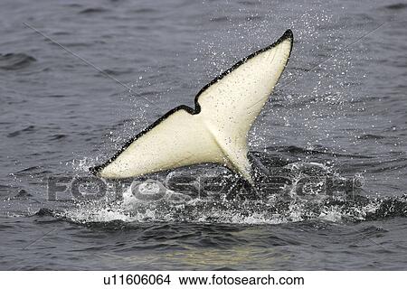 An adult Orca tail-slapping from a pod of 6 Orcas (Orcinus orca) encountered off Sail Island and followed until McDonald Rocks in Frederick Sound, Southeast Alaska. The pod consisted of two adult males, two adult females, one possible juvenile male, and a View Large Photo Image Picture - An adult Orca tail-slapping from a pod of 6 Orcas (Orcinus orca) encountered off Sail Island and followed until McDonald Rocks in Frederick Sound, Southeast Alaska. The pod consisted of two adult males, two adult females, one possible juvenile male, and a. Fotosearch